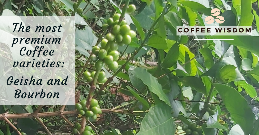 Specialty  rarety coffees: Pink Bourbon, Geisha and Tabi