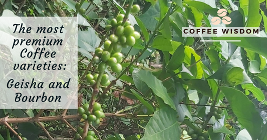 Specialty  rarety coffees: Pink Bourbon, Geisha and Tabi