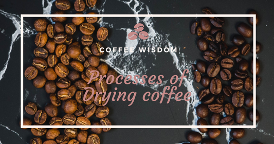Processes of Drying our Specialty coffeesat Coffee Bean and Birds