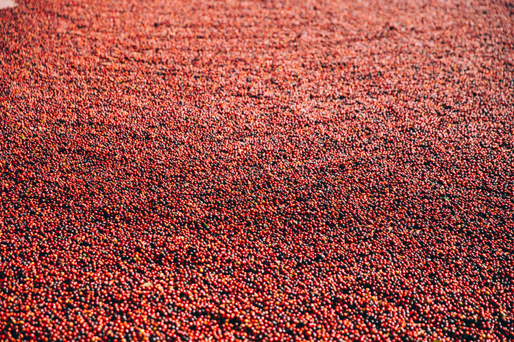 Bulk Coffee